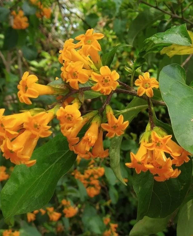 Orange Cestrum Live Plant - Night-Blooming Jasmine - 5-7 Inch Tall - Outdoor Shrub - Image 1