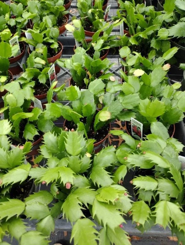 Orange Christmas Cactus Live Plants – 2 Schlumbergera Holiday Cactus in 3" Pot Orange Christmas Cactus Live Plants – 2 Schlumbergera Holiday Cactus in 3" Pot - Image 2