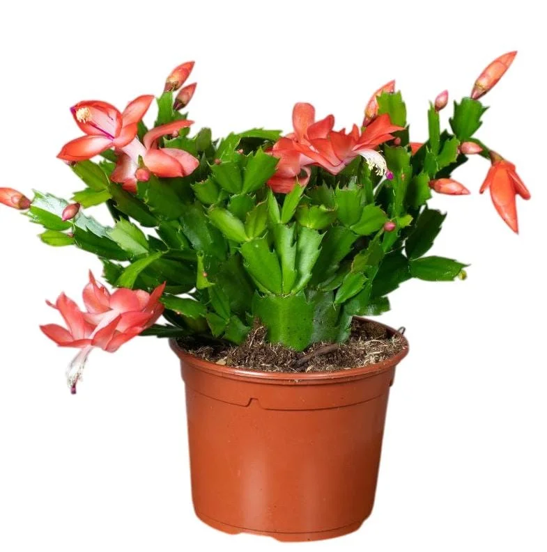 Orange Christmas Cactus Live Plants – 2 Schlumbergera Holiday Cactus in 3" Pot Orange Christmas Cactus Live Plants – 2 Schlumbergera Holiday Cactus in 3" Pot - Image 4