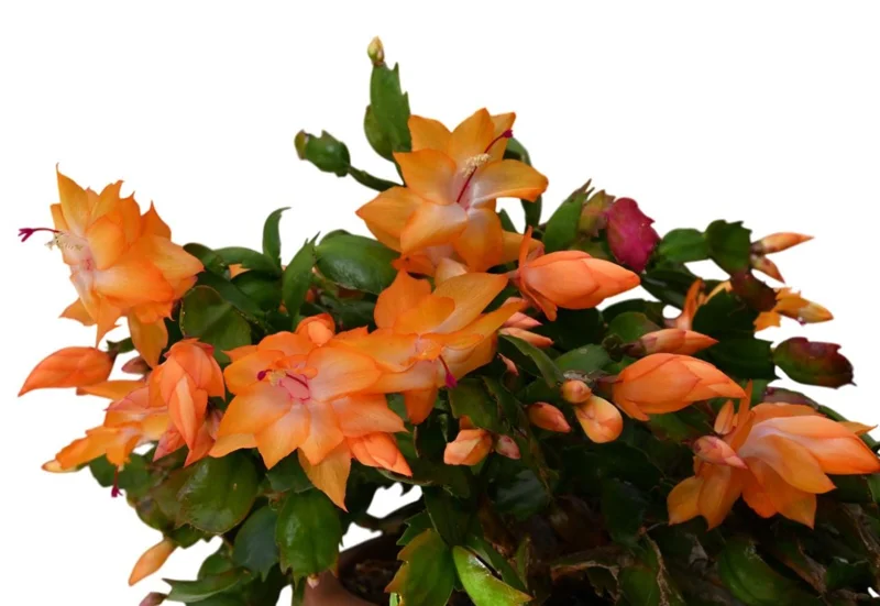 Orange Christmas Cactus Live Plants – 2 Schlumbergera Holiday Cactus in 3" Pot Orange Christmas Cactus Live Plants – 2 Schlumbergera Holiday Cactus in 3" Pot - Image 5