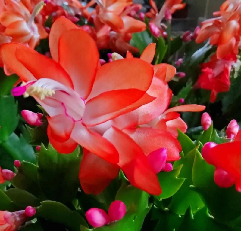 Orange Christmas Cactus Live Plants – 2 Schlumbergera Holiday Cactus in 3" Pot Orange Christmas Cactus Live Plants – 2 Schlumbergera Holiday Cactus in 3" Pot - Image 6