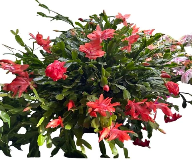 Orange Christmas Cactus Live Plants – 2 Schlumbergera Holiday Cactus in 3" Pot Orange Christmas Cactus Live Plants – 2 Schlumbergera Holiday Cactus in 3" Pot - Image 7