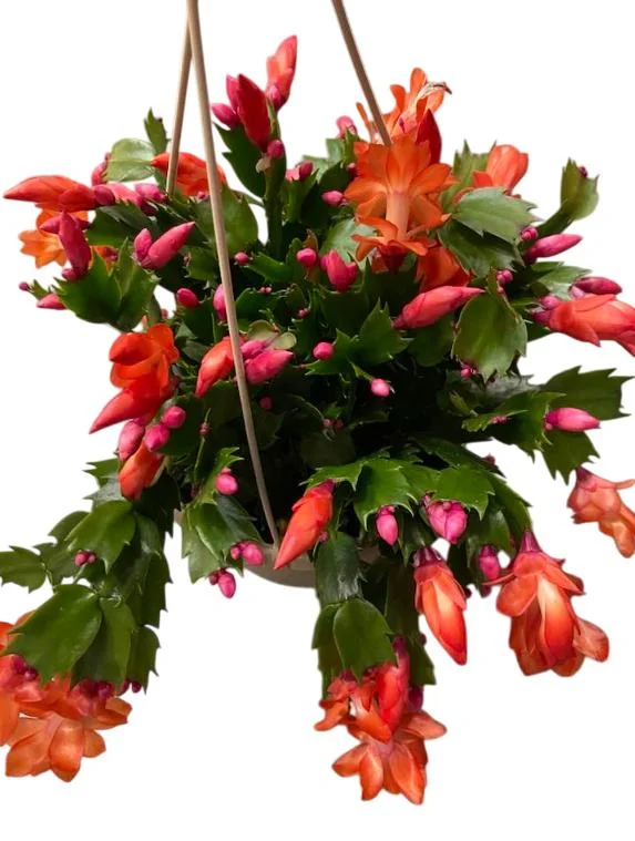 Orange Christmas Cactus Live Plants – 2 Schlumbergera Holiday Cactus in 3" Pot Orange Christmas Cactus Live Plants – 2 Schlumbergera Holiday Cactus in 3" Pot - Image 8