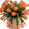Orange Christmas Cactus Live Plants – 2 Schlumbergera Holiday Cactus in 3" Pot Orange Christmas Cactus Live Plants – 2 Schlumbergera Holiday Cactus in 3" Pot - Image 1