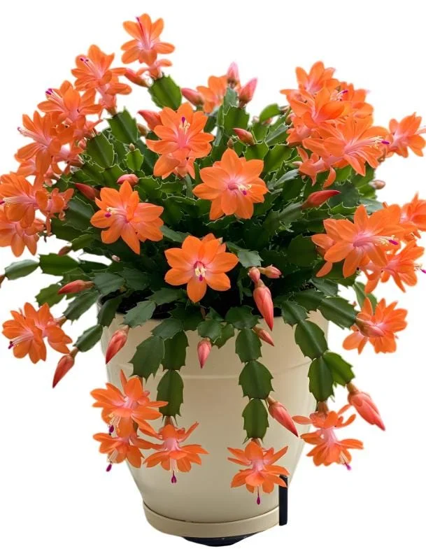 Orange Christmas Cactus Live Plants – 2 Schlumbergera Holiday Cactus in 3" Pot Orange Christmas Cactus Live Plants – 2 Schlumbergera Holiday Cactus in 3" Pot - Image 1