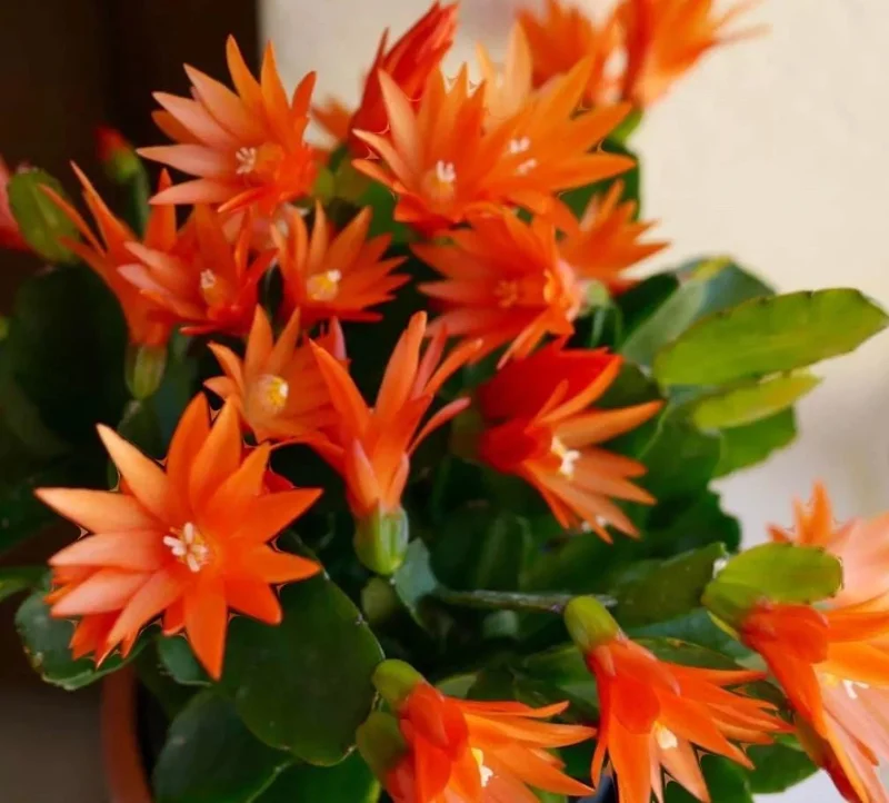 Orange Easter Cactus Live Plant – Rhipsalidopsis, 5-6 Inch Tall, 3.5 Inch Pot Orange Easter Cactus Live Plant – Rhipsalidopsis, 5-6 Inch Tall, 3.5 Inch Pot - Image 2