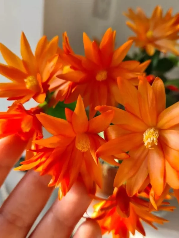 Orange Easter Cactus Live Plant – Rhipsalidopsis, 5-6 Inch Tall, 3.5 Inch Pot Orange Easter Cactus Live Plant – Rhipsalidopsis, 5-6 Inch Tall, 3.5 Inch Pot - Image 3