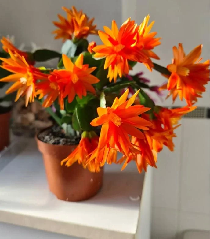 Orange Easter Cactus Live Plant – Rhipsalidopsis, 5-6 Inch Tall, 3.5 Inch Pot Orange Easter Cactus Live Plant – Rhipsalidopsis, 5-6 Inch Tall, 3.5 Inch Pot - Image 4