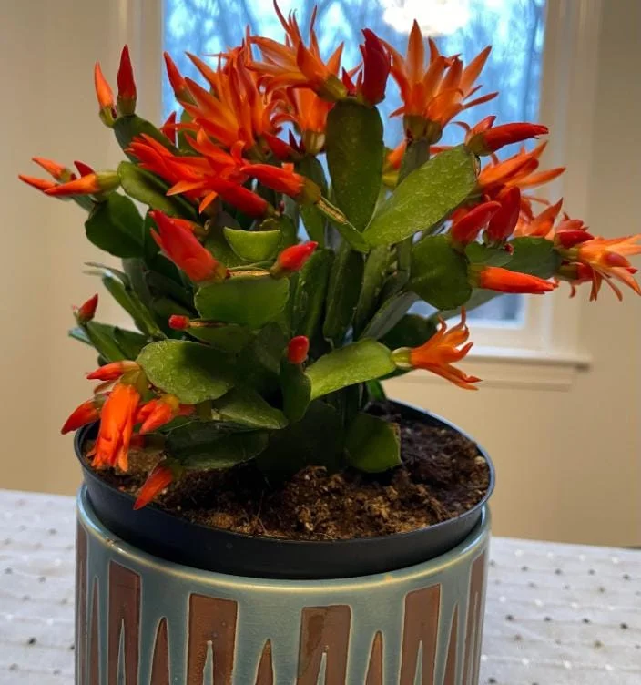 Orange Easter Cactus Live Plant – Rhipsalidopsis, 5-6 Inch Tall, 3.5 Inch Pot Orange Easter Cactus Live Plant – Rhipsalidopsis, 5-6 Inch Tall, 3.5 Inch Pot - Image 6