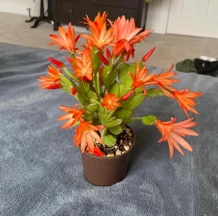 Orange Easter Cactus Live Plant – Rhipsalidopsis, 5-6 Inch Tall, 3.5 Inch Pot Orange Easter Cactus Live Plant – Rhipsalidopsis, 5-6 Inch Tall, 3.5 Inch Pot - Image 7