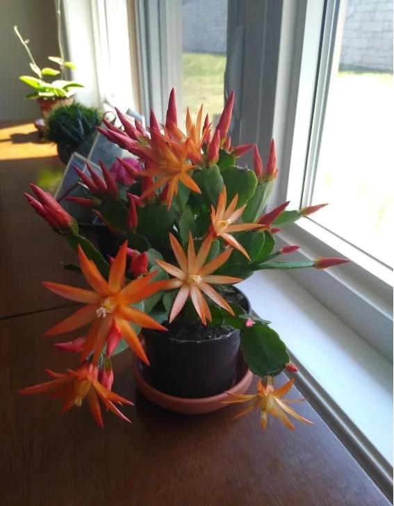 Orange Easter Cactus Live Plant – Rhipsalidopsis, 5-6 Inch Tall, 3.5 Inch Pot Orange Easter Cactus Live Plant – Rhipsalidopsis, 5-6 Inch Tall, 3.5 Inch Pot - Image 8