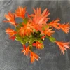 Orange Easter Cactus Live Plant – Rhipsalidopsis, 5-6 Inch Tall, 3.5 Inch Pot - Image 1
