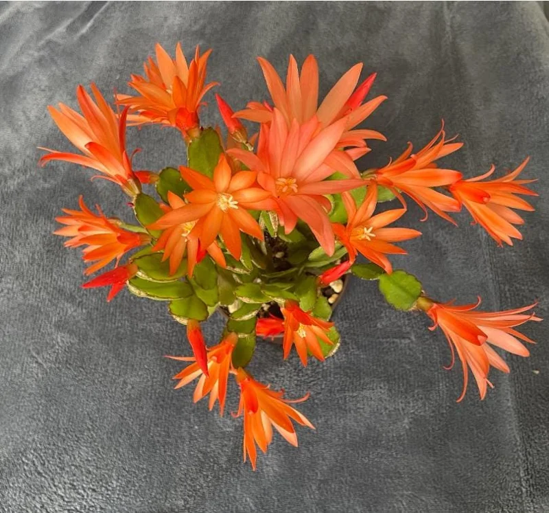 Orange Easter Cactus Live Plant – Rhipsalidopsis, 5-6 Inch Tall, 3.5 Inch Pot Orange Easter Cactus Live Plant – Rhipsalidopsis, 5-6 Inch Tall, 3.5 Inch Pot - Image 1