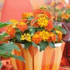 Orange Lantana Live Plant – Perennial Flowering Starter, Outdoor, 4-6 Inch Tall - Image 1