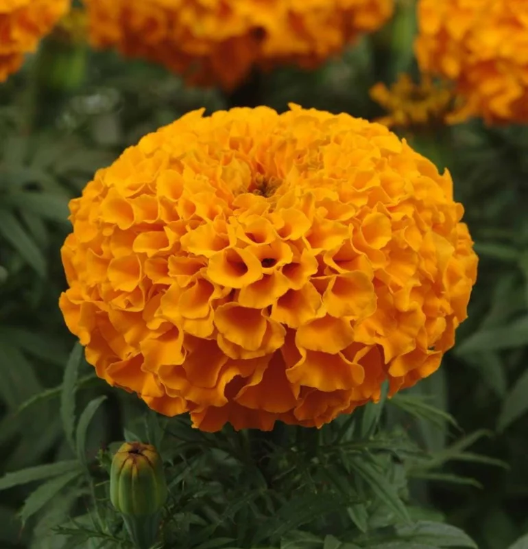 Orange Marigold Live Plants - 3 Pack, 4-7 inch Tall Annual Flowers in 4 inch Pots for Outdoor Garden Orange Marigold Live Plants - 3 Pack, 4-7 inch Tall Annual Flowers in 4 inch Pots for Outdoor Garden - Image 2