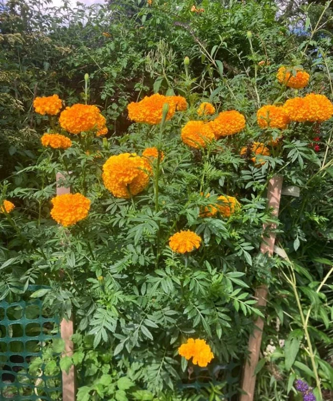 Orange Marigold Live Plants - 3 Pack, 4-7 inch Tall Annual Flowers in 4 inch Pots for Outdoor Garden Orange Marigold Live Plants - 3 Pack, 4-7 inch Tall Annual Flowers in 4 inch Pots for Outdoor Garden - Image 3