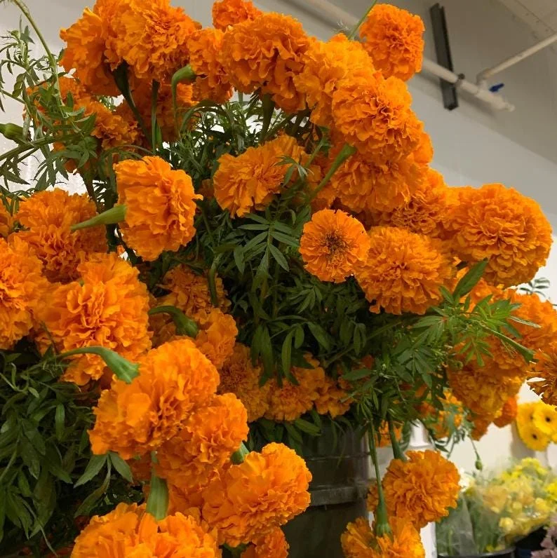 Orange Marigold Live Plants - 3 Pack, 4-7 inch Tall Annual Flowers in 4 inch Pots for Outdoor Garden Orange Marigold Live Plants - 3 Pack, 4-7 inch Tall Annual Flowers in 4 inch Pots for Outdoor Garden - Image 5