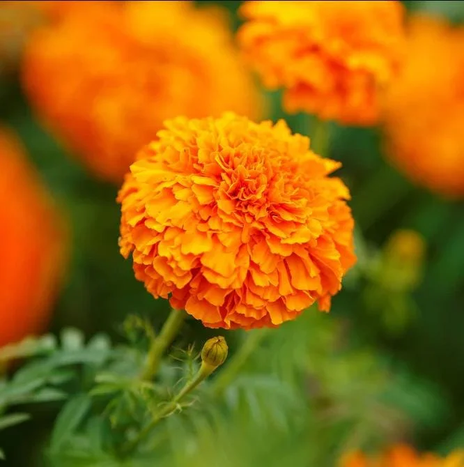 Orange Marigold Live Plants - 3 Pack, 4-7 inch Tall Annual Flowers in 4 inch Pots for Outdoor Garden Orange Marigold Live Plants - 3 Pack, 4-7 inch Tall Annual Flowers in 4 inch Pots for Outdoor Garden - Image 6