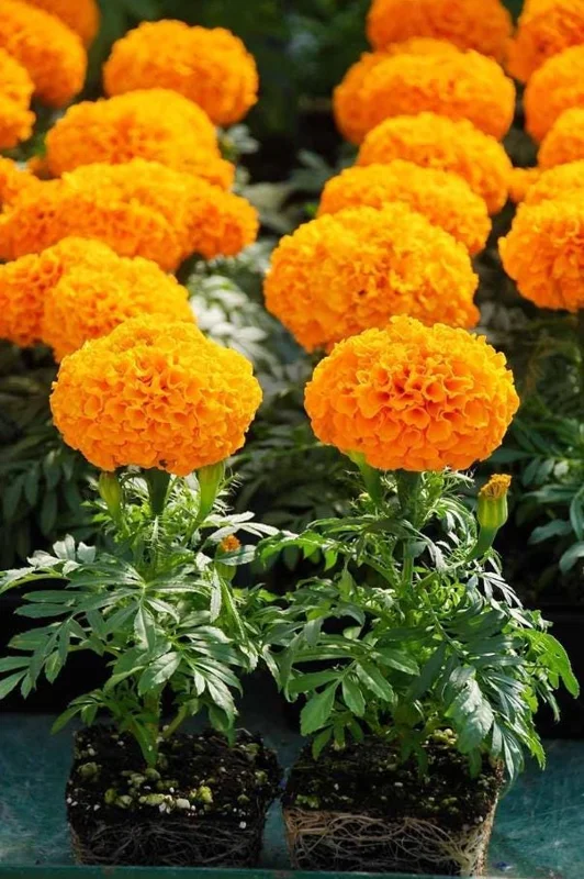 Orange Marigold Live Plants - 3 Pack, 4-7 inch Tall Annual Flowers in 4 inch Pots for Outdoor Garden Orange Marigold Live Plants - 3 Pack, 4-7 inch Tall Annual Flowers in 4 inch Pots for Outdoor Garden - Image 7