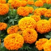 Orange Marigold Live Plants - 3 Pack, 4-7 inch Tall Annual Flowers in 4 inch Pots for Outdoor Garden Orange Marigold Live Plants - 3 Pack, 4-7 inch Tall Annual Flowers in 4 inch Pots for Outdoor Garden - Image 1