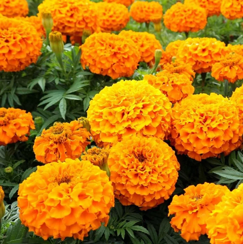 Orange Marigold Live Plants - 3 Pack, 4-7 inch Tall Annual Flowers in 4 inch Pots for Outdoor Garden Orange Marigold Live Plants - 3 Pack, 4-7 inch Tall Annual Flowers in 4 inch Pots for Outdoor Garden - Image 1