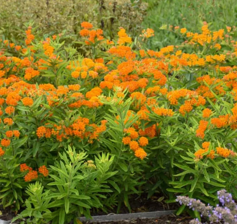 Orange Milkweed Live Plants (Asclepias perennis) - Set of 2 - 3-6" Tall - Pollinator & Monarch Host Orange Milkweed Live Plants (Asclepias perennis) - Set of 2 - 3-6" Tall - Pollinator & Monarch Host - Image 10