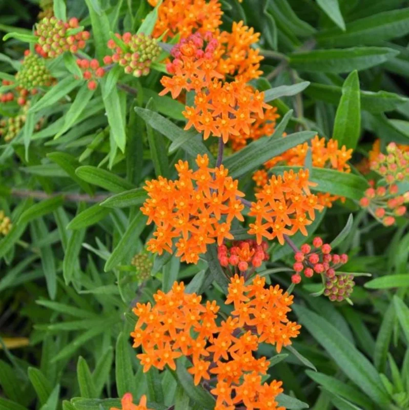 Orange Milkweed Live Plants (Asclepias perennis) - Set of 2 - 3-6" Tall - Pollinator & Monarch Host Orange Milkweed Live Plants (Asclepias perennis) - Set of 2 - 3-6" Tall - Pollinator & Monarch Host - Image 2