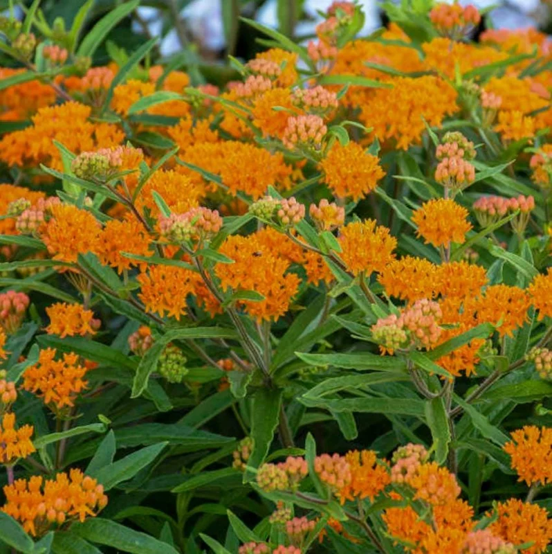 Orange Milkweed Live Plants (Asclepias perennis) - Set of 2 - 3-6" Tall - Pollinator & Monarch Host Orange Milkweed Live Plants (Asclepias perennis) - Set of 2 - 3-6" Tall - Pollinator & Monarch Host - Image 3