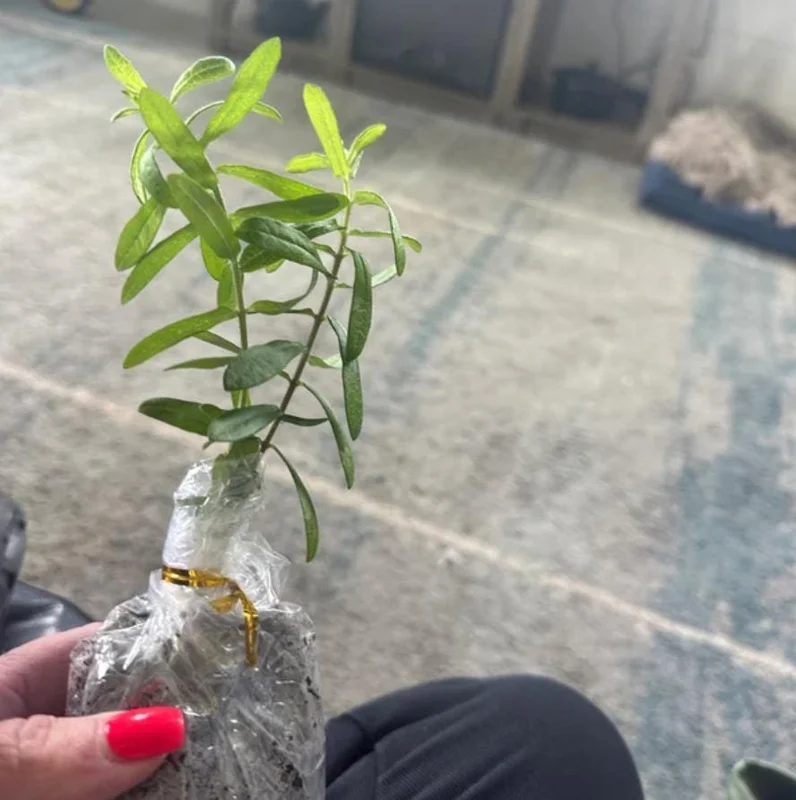 Orange Milkweed Live Plants (Asclepias perennis) - Set of 2 - 3-6" Tall - Pollinator & Monarch Host Orange Milkweed Live Plants (Asclepias perennis) - Set of 2 - 3-6" Tall - Pollinator & Monarch Host - Image 4