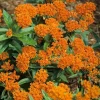 Orange Milkweed Live Plants (Asclepias perennis) - Set of 2 - 3-6" Tall - Pollinator & Monarch Host - Image 1