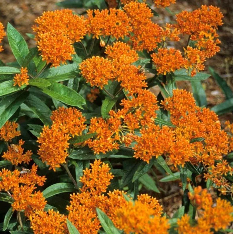 Orange Milkweed Live Plants (Asclepias perennis) - Set of 2 - 3-6" Tall - Pollinator & Monarch Host Orange Milkweed Live Plants (Asclepias perennis) - Set of 2 - 3-6" Tall - Pollinator & Monarch Host - Image 1