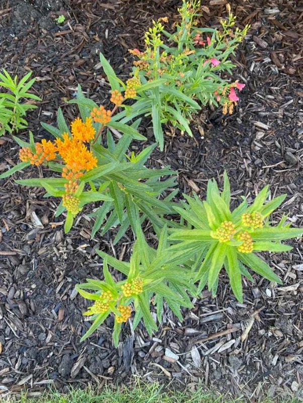 Orange Milkweed Live Plants (Asclepias perennis) - Set of 2 - 3-6" Tall - Pollinator & Monarch Host Orange Milkweed Live Plants (Asclepias perennis) - Set of 2 - 3-6" Tall - Pollinator & Monarch Host - Image 5