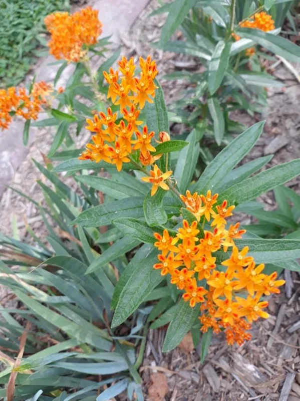 Orange Milkweed Live Plants (Asclepias perennis) - Set of 2 - 3-6" Tall - Pollinator & Monarch Host Orange Milkweed Live Plants (Asclepias perennis) - Set of 2 - 3-6" Tall - Pollinator & Monarch Host - Image 6