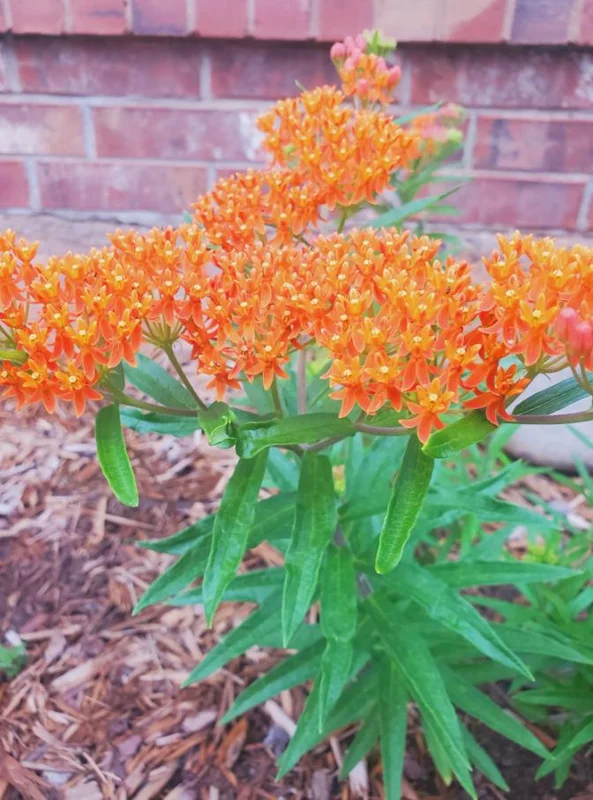 Orange Milkweed Live Plants (Asclepias perennis) - Set of 2 - 3-6" Tall - Pollinator & Monarch Host Orange Milkweed Live Plants (Asclepias perennis) - Set of 2 - 3-6" Tall - Pollinator & Monarch Host - Image 7