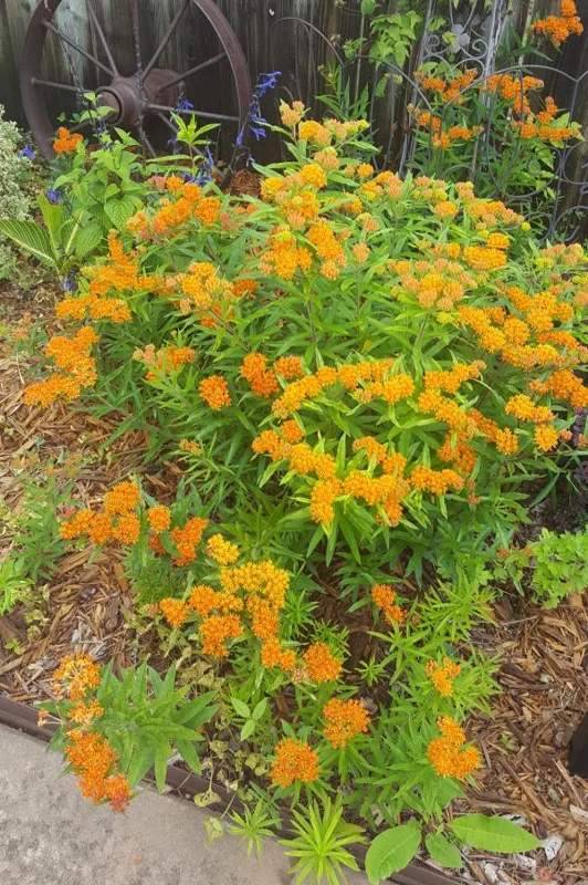 Orange Milkweed Live Plants (Asclepias perennis) - Set of 2 - 3-6" Tall - Pollinator & Monarch Host Orange Milkweed Live Plants (Asclepias perennis) - Set of 2 - 3-6" Tall - Pollinator & Monarch Host - Image 8