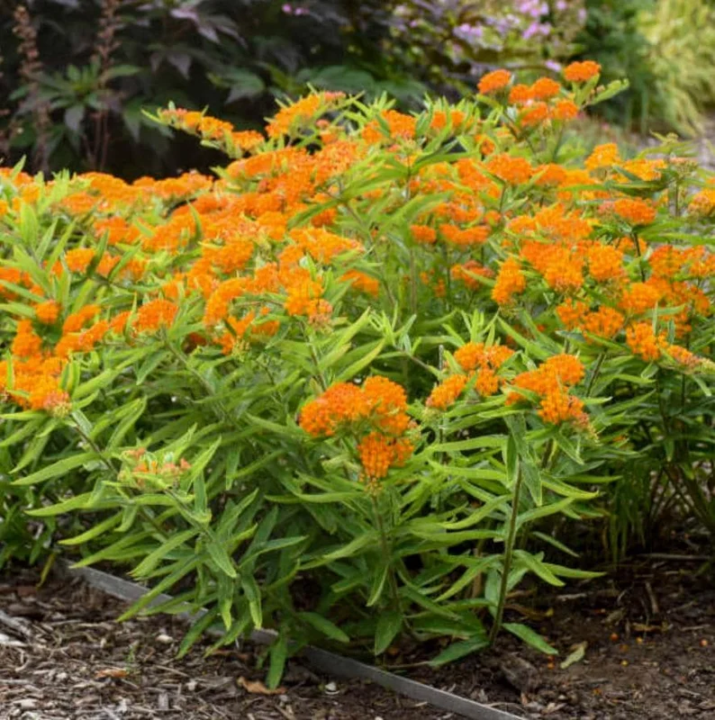 Orange Milkweed Live Plants (Asclepias perennis) - Set of 2 - 3-6" Tall - Pollinator & Monarch Host Orange Milkweed Live Plants (Asclepias perennis) - Set of 2 - 3-6" Tall - Pollinator & Monarch Host - Image 9