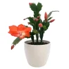 Orange Schlumbergera Live Plants – Holiday Cactus – 2 Small Plants in 3 Inch Pot – Indoor/Outdoor Orange Schlumbergera Live Plants – Holiday Cactus – 2 Small Plants in 3 Inch Pot – Indoor/Outdoor - Image 1