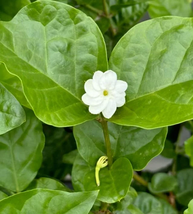 Orleans Sambac Jasmine Live Plant – Fragrant White Flowers – 4-6 Inch Tall Starter – USDA Zones 9-11 Orleans Sambac Jasmine Live Plant – Fragrant White Flowers – 4-6 Inch Tall Starter – USDA Zones 9-11 - Image 2
