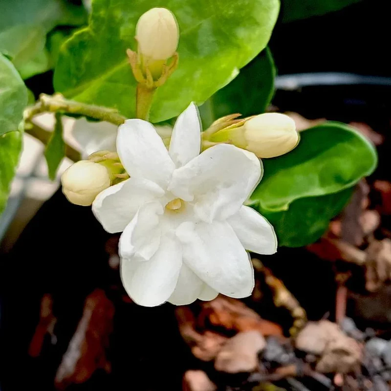 Orleans Sambac Jasmine Live Plant – Fragrant White Flowers – 4-6 Inch Tall Starter – USDA Zones 9-11 Orleans Sambac Jasmine Live Plant – Fragrant White Flowers – 4-6 Inch Tall Starter – USDA Zones 9-11 - Image 3