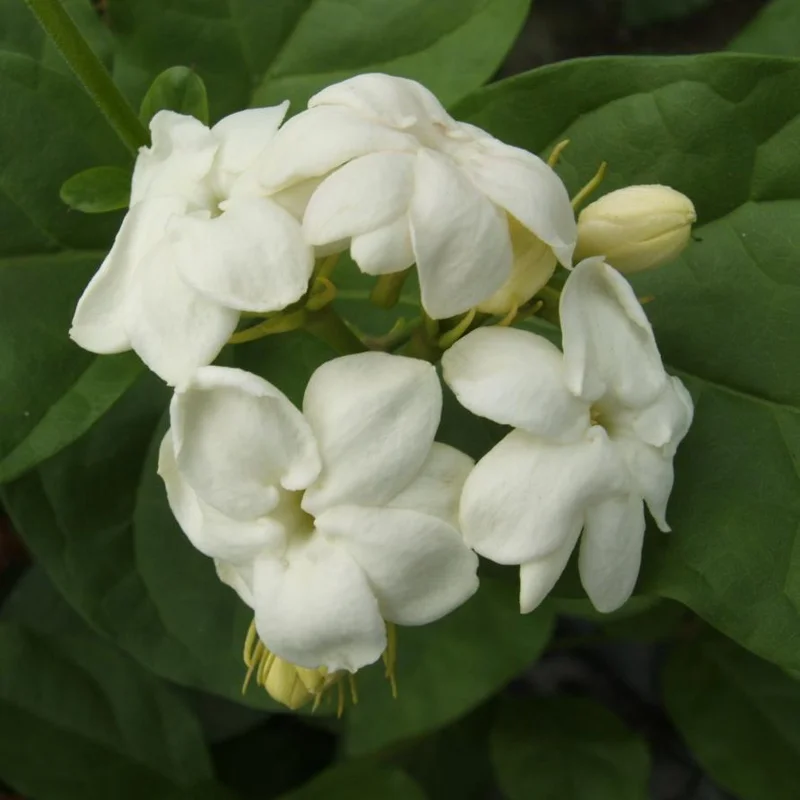 Orleans Sambac Jasmine Live Plant – Fragrant White Flowers – 4-6 Inch Tall Starter – USDA Zones 9-11 Orleans Sambac Jasmine Live Plant – Fragrant White Flowers – 4-6 Inch Tall Starter – USDA Zones 9-11 - Image 4