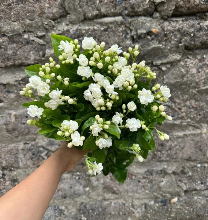 Orleans Sambac Jasmine Live Plant – Fragrant White Flowers – 4-6 Inch Tall Starter – USDA Zones 9-11 Orleans Sambac Jasmine Live Plant – Fragrant White Flowers – 4-6 Inch Tall Starter – USDA Zones 9-11 - Image 5