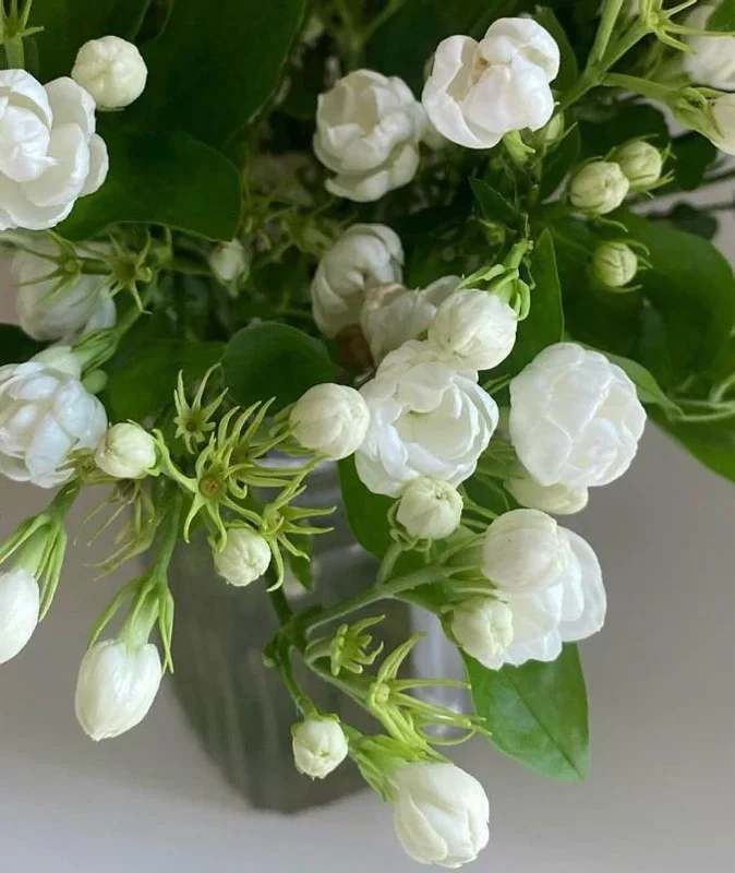 Orleans Sambac Jasmine Live Plant – Fragrant White Flowers – 4-6 Inch Tall Starter – USDA Zones 9-11 Orleans Sambac Jasmine Live Plant – Fragrant White Flowers – 4-6 Inch Tall Starter – USDA Zones 9-11 - Image 6