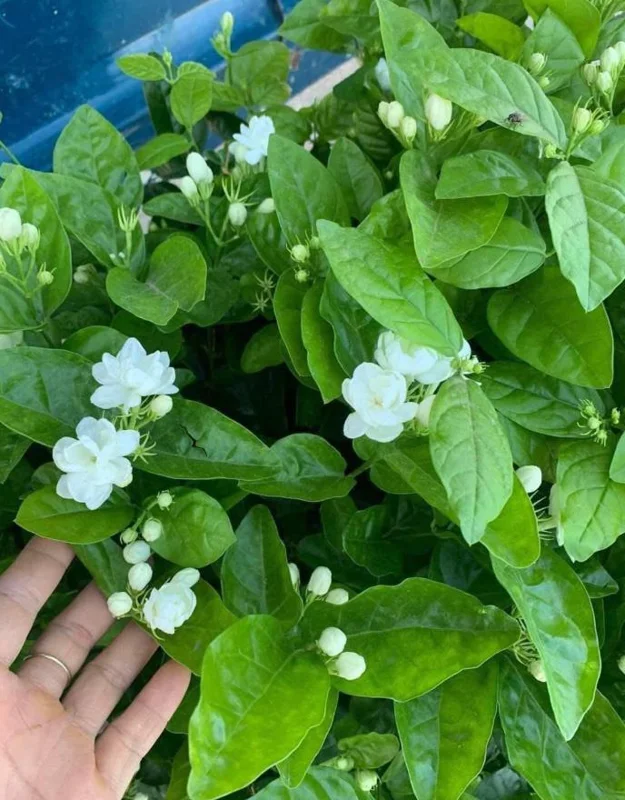 Orleans Sambac Jasmine Live Plant – Fragrant White Flowers – 4-6 Inch Tall Starter – USDA Zones 9-11 Orleans Sambac Jasmine Live Plant – Fragrant White Flowers – 4-6 Inch Tall Starter – USDA Zones 9-11 - Image 1