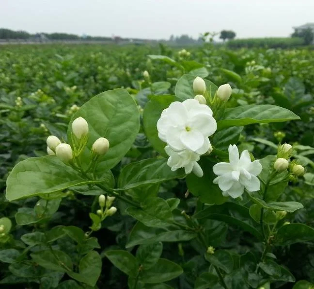 Orleans Sambac Jasmine Live Plant – Fragrant White Flowers – 4-6 Inch Tall Starter – USDA Zones 9-11 Orleans Sambac Jasmine Live Plant – Fragrant White Flowers – 4-6 Inch Tall Starter – USDA Zones 9-11 - Image 7
