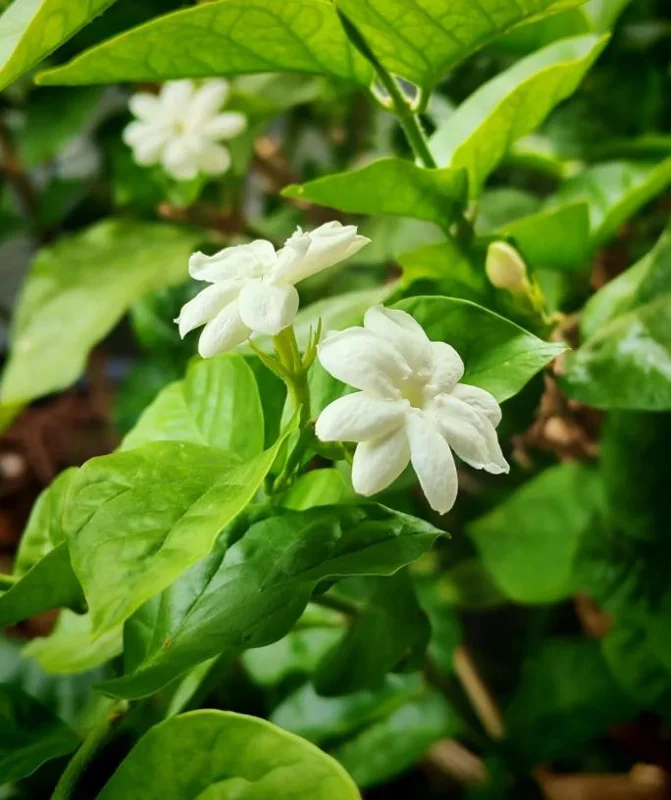 Orleans Sambac Jasmine Live Plant – Fragrant White Flowers – 4-6 Inch Tall Starter – USDA Zones 9-11 Orleans Sambac Jasmine Live Plant – Fragrant White Flowers – 4-6 Inch Tall Starter – USDA Zones 9-11 - Image 8