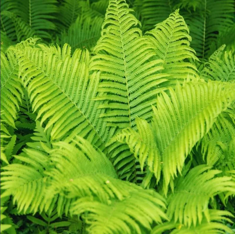 Ostrich Fern Bare Root Plant - Pack of 5 Hardy Shade Ferns for Outdoor Garden, 3-5 Inch Tall - Image 2