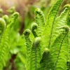 Ostrich Fern Bare Root Plant - Pack of 5 Hardy Shade Ferns for Outdoor Garden, 3-5 Inch Tall - Image 1