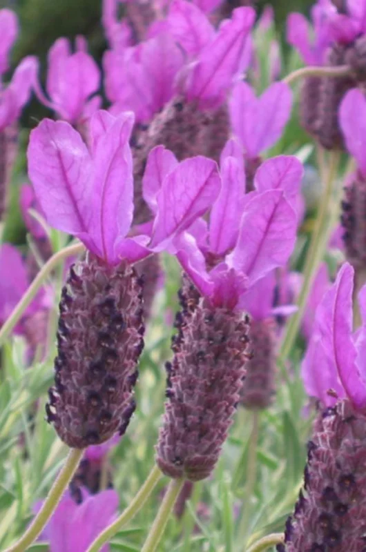 Otto Quast Lavender Live Plant Set (2), 4-6" Tall, Fragrant Perennial Flowers, Indoor/Outdoor Otto Quast Lavender Live Plant Set (2), 4-6" Tall, Fragrant Perennial Flowers, Indoor/Outdoor - Image 4