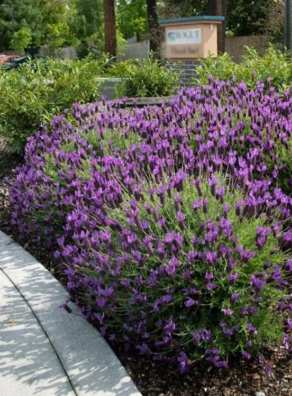 Otto Quast Lavender Live Plant Set (2), 4-6" Tall, Fragrant Perennial Flowers, Indoor/Outdoor Otto Quast Lavender Live Plant Set (2), 4-6" Tall, Fragrant Perennial Flowers, Indoor/Outdoor - Image 8