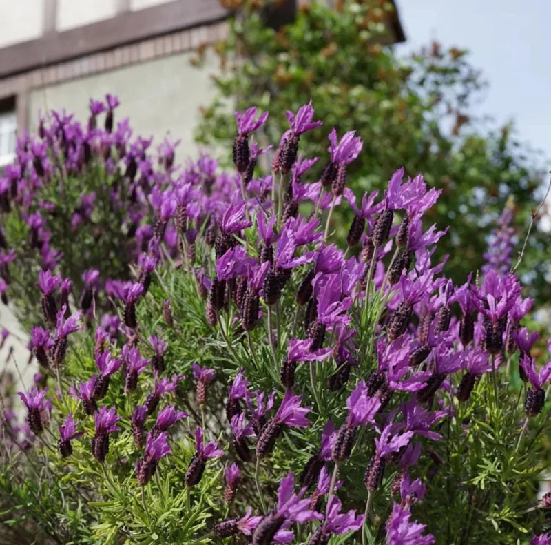 Otto Quast Lavender Live Plants - Set of 2, 4-6" Tall, Bare Root, Fragrant Perennial Flowers, Indoor/Outdoor Otto Quast Lavender Live Plants - Set of 2, 4-6" Tall, Bare Root, Fragrant Perennial Flowers, Indoor/Outdoor - Image 2